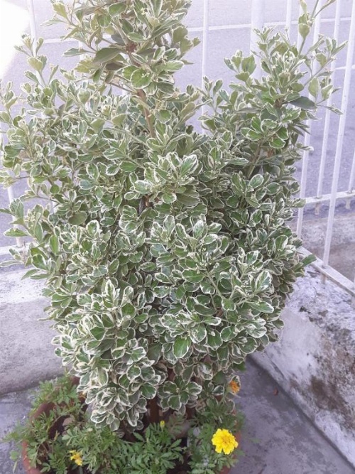 Venice Park House image 28